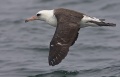 Laysan Albatross